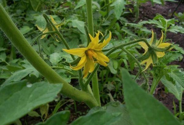 ดอกมะเขือเทศ