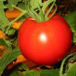 มะเขือเทศเดมิดอฟ