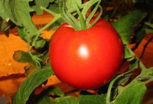 คำอธิบายพันธุ์มะเขือเทศเดมิดอฟ ลักษณะเด่น และผลผลิต