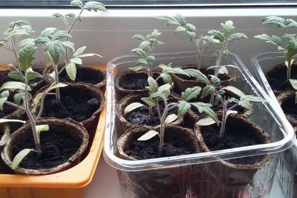 คำอธิบายพันธุ์มะเขือเทศ Wild Rose การเพาะปลูกและคุณสมบัติการดูแล