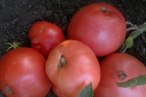 มะเขือเทศสีชมพู