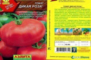 คำอธิบายพันธุ์มะเขือเทศ Wild Rose การเพาะปลูกและคุณสมบัติการดูแล