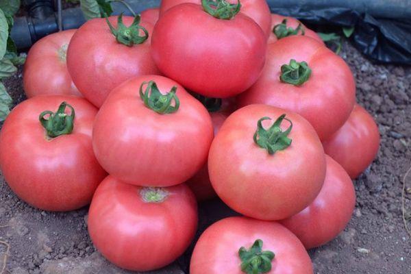 มะเขือเทศสีชมพู