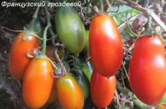 มะเขือเทศยาว