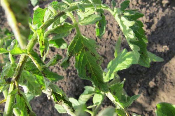 Maladies de la tomate