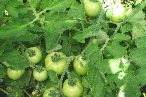 Cultiver des tomates