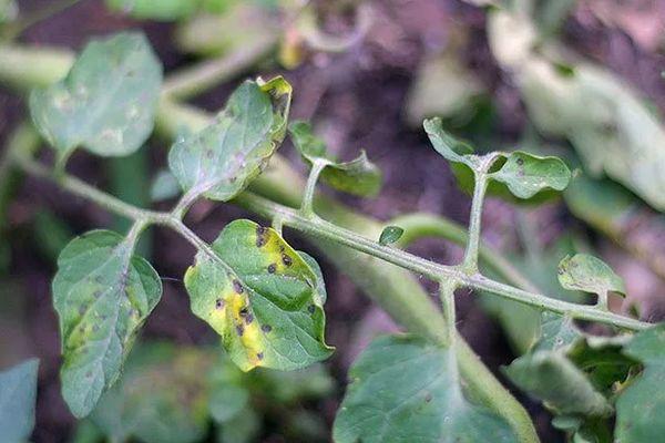 maladie de la tomate