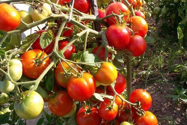 Buissons de tomates