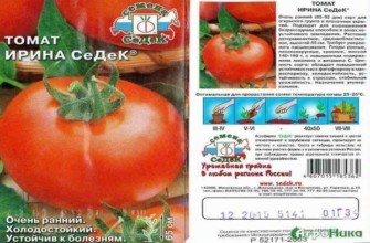 ลักษณะของมะเขือเทศ