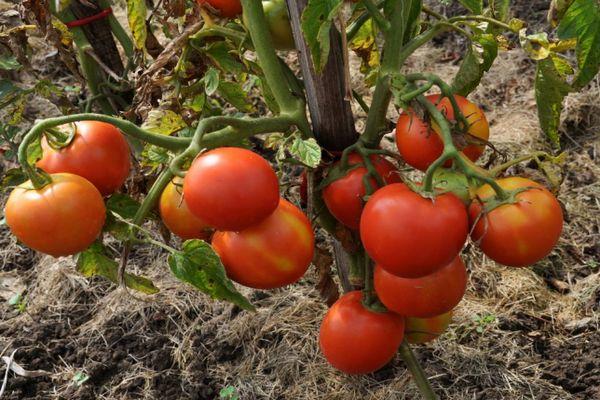 Un buisson avec des tomates