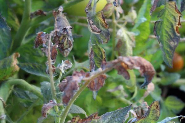 Maladies de la tomate
