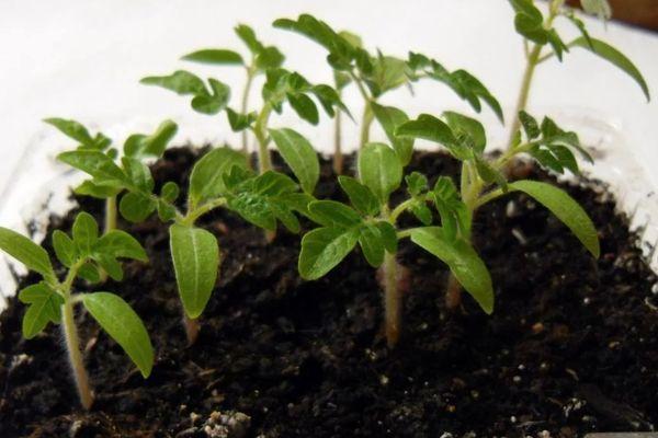 ภาชนะใส่ต้นกล้า