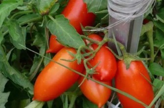 มะเขือเทศแคสปาร์