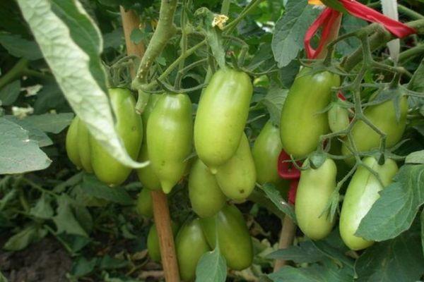 มะเขือเทศแคสปาร์