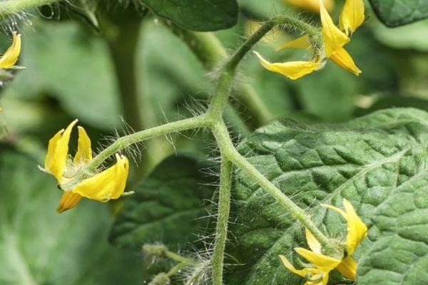 ดอกมะเขือเทศ