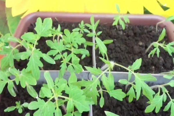 ต้นกล้ามะเขือเทศ