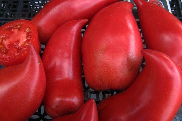 ผลมะเขือเทศ