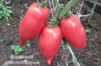 มะเขือเทศรูปพริก