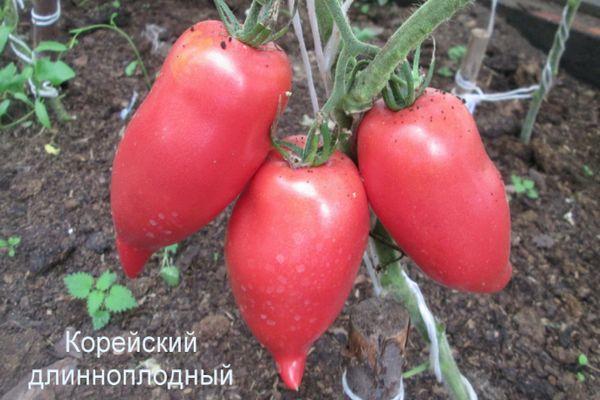 มะเขือเทศรูปพริก