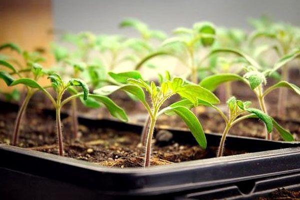 ต้นกล้ามะเขือเทศ