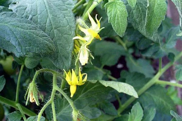 คำอธิบายเกี่ยวกับมะเขือเทศพันธุ์ Royal Beauty ที่แปลกใหม่และคำแนะนำในการปลูก