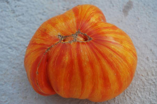 มะเขือเทศลูกใหญ่