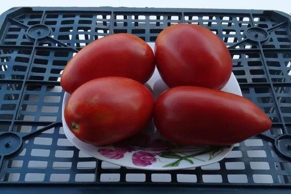 Tomates dans une assiette