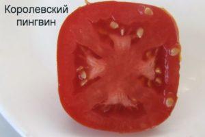 คำอธิบายมะเขือเทศพันธุ์ Royal Penguin และการปลูกพันธุ์ผสมในพื้นที่โล่ง