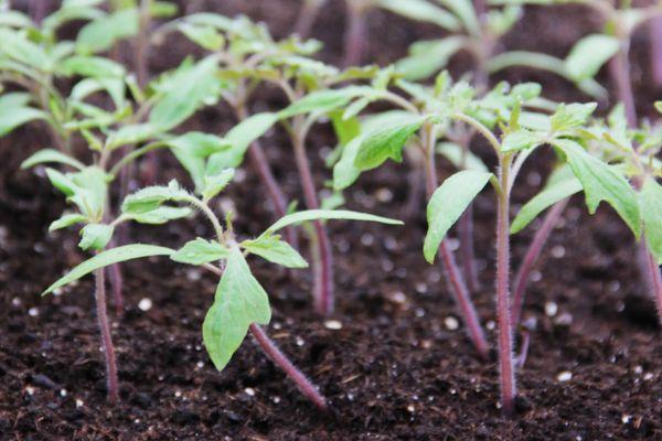 ต้นกล้ามะเขือเทศ