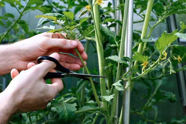 การเด็ดยอดข้างของมะเขือเทศออก