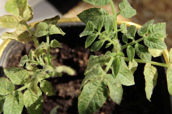 โรคของมะเขือเทศ