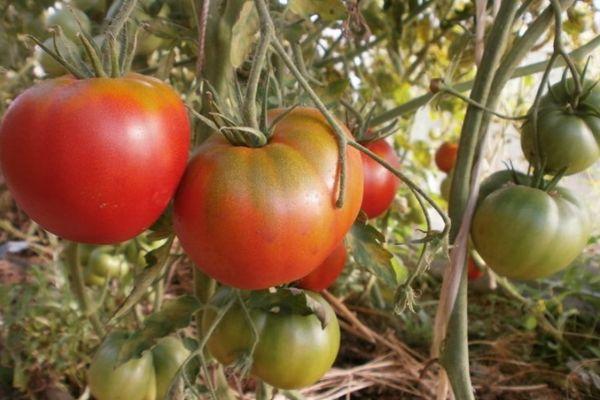 ต้นมะเขือเทศ