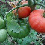 กิ่งพันธุ์มะเขือเทศ