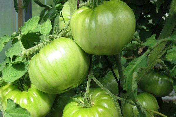 มะเขือเทศสีเขียว