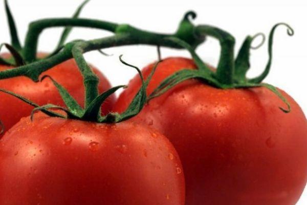 ผลมะเขือเทศ