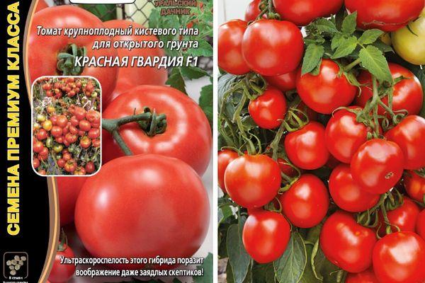 เมล็ดมะเขือเทศ