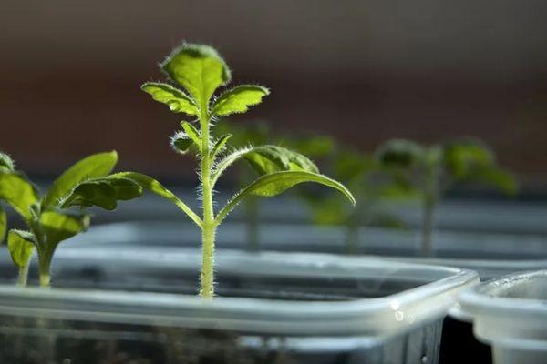 ต้นกล้ามะเขือเทศ