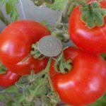 เรดการ์ด F1