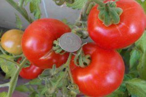 คำอธิบายพันธุ์มะเขือเทศ Red Guard คำแนะนำในการปลูกและการดูแล