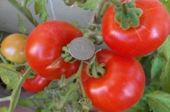 เรดการ์ด F1