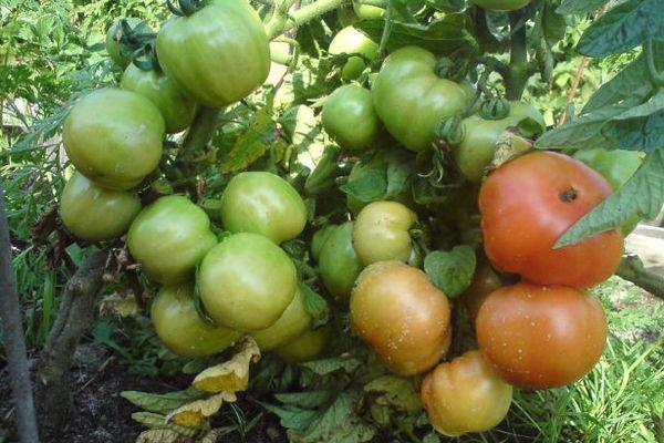 การปลูกมะเขือเทศ