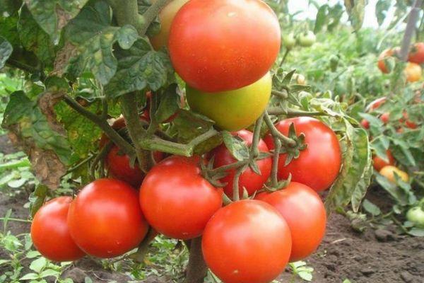 ต้นมะเขือเทศ