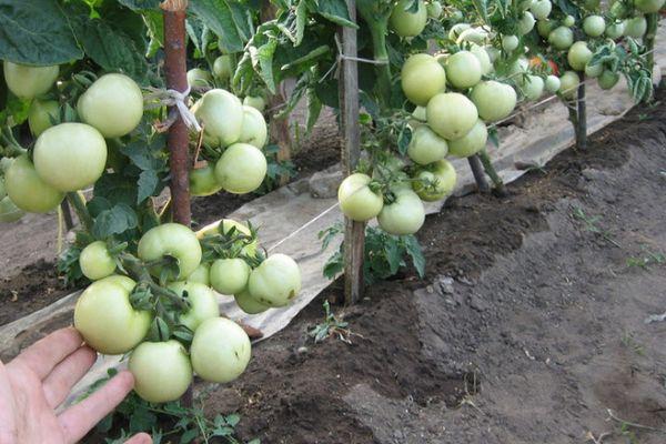 การปลูกมะเขือเทศ