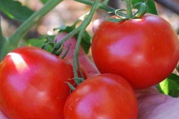 มะเขือเทศสีแดง