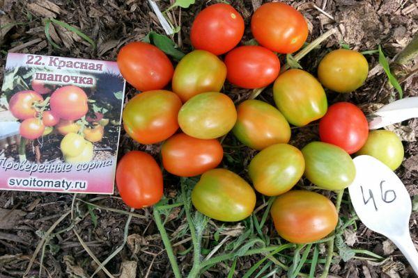 การเก็บเกี่ยวมะเขือเทศ