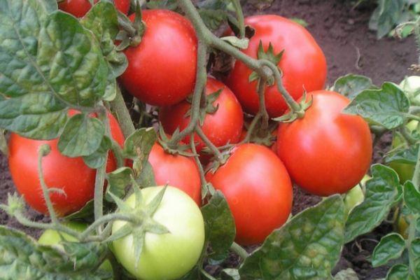 ต้นมะเขือเทศ