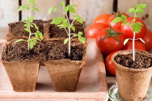 ถั่วงอกในกระถาง