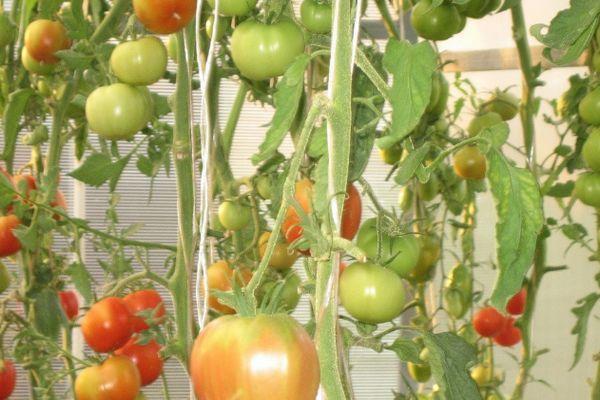 การปลูกมะเขือเทศ