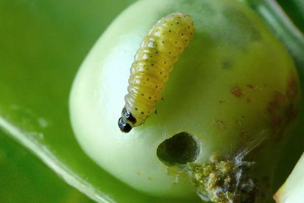 หนอนผีเสื้อค็อดลิ่งบนมะเขือเทศ