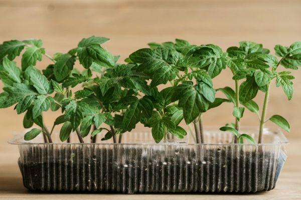 Conteneur avec semis